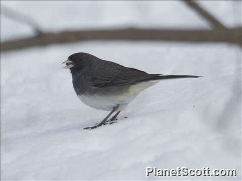 Image of juncos