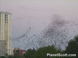 Image of free-tailed bats