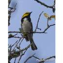 Image of Golden-cheeked Warbler