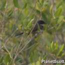 Image of Malaysian Pied Fantail