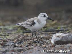 Image of Calidris Merrem 1804