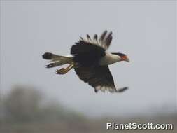 Image of Caracara Merrem 1826