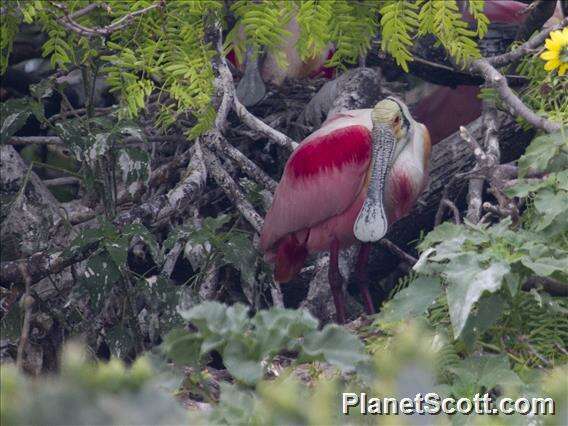 Imagem de Platalea Linnaeus 1758