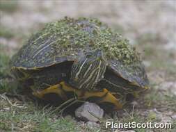 Imagem de Trachemys Agassiz 1857