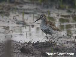 Image of Calidris Merrem 1804