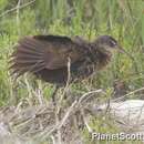 Image of Clapper Rail