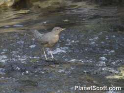 Image of dippers