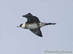 Image of skuas