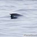 北露脊海豚的圖片