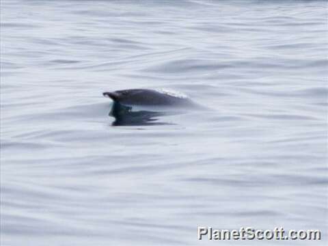 Image of Right whale dolphin