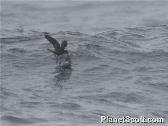 Oceanodroma Reichenbach 1853 resmi