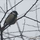 Image of Japanese Tit