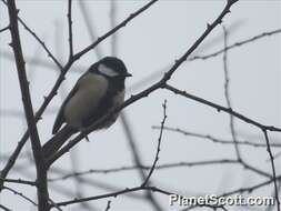 Image of Parus Linnaeus 1758