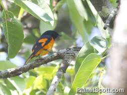 Image of Minivet