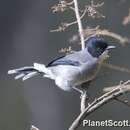 Image of Black-eared Sibia