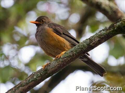 Image of Abyssinian Thrush