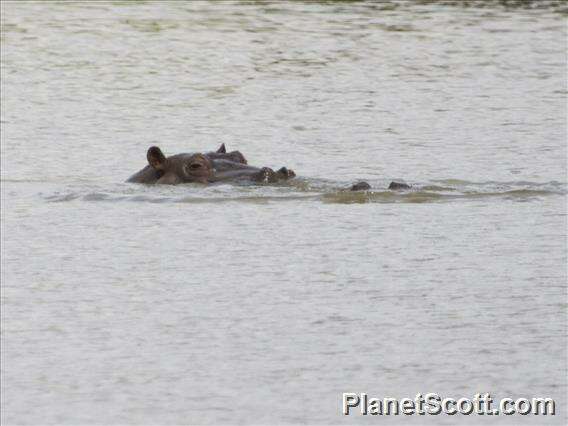 Hippopotamus Linnaeus 1758 resmi