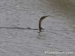 Image of anhingas and darters