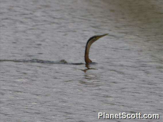 Image of anhingas and darters