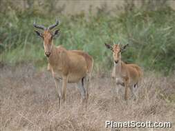 Image of Hartebeest