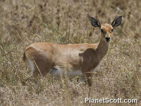 Image of Aepyceros Sundevall 1847