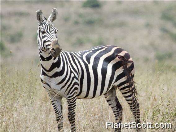 Image of Burchell's Zebra