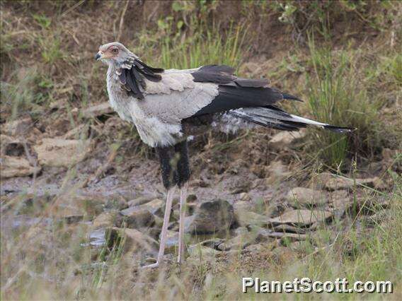 Image of secretary bird