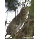 Image of Southern Tree Hyrax -- Tree Hyrax