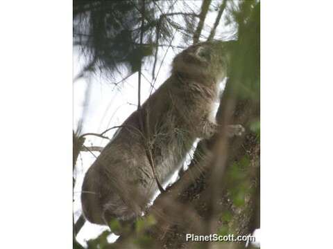 Слика од Dendrohyrax Gray 1868