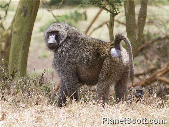 Image of Baboon