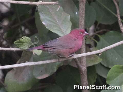 Image of Firefinch