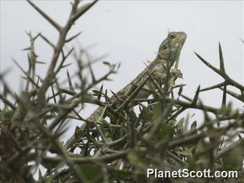 Image of Scortecci's Agama