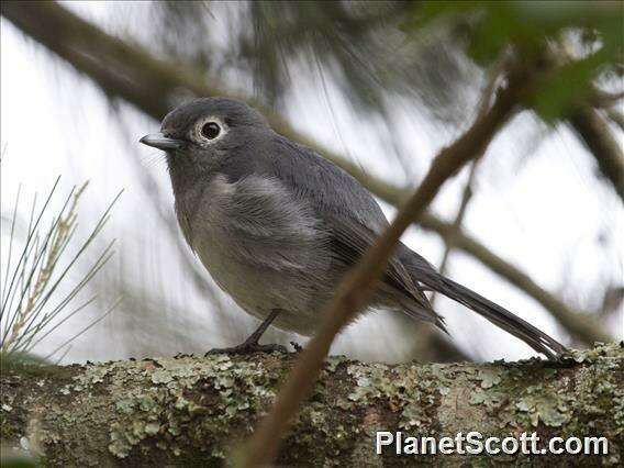 Image de Melaenornis Gray & GR 1840