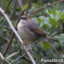 صورة Cisticola cantans (Heuglin 1869)