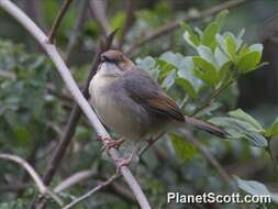 Image of Cisticola Kaup 1829