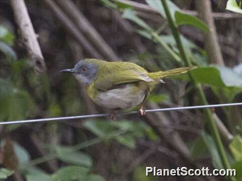 Image of Apalis Swainson 1833