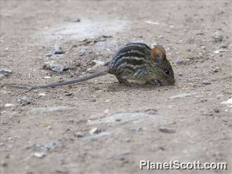Image of Striped grass mouse