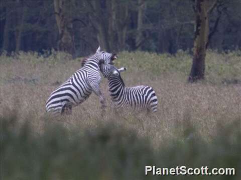 Image of Burchell's Zebra