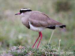 Image of Lapwing