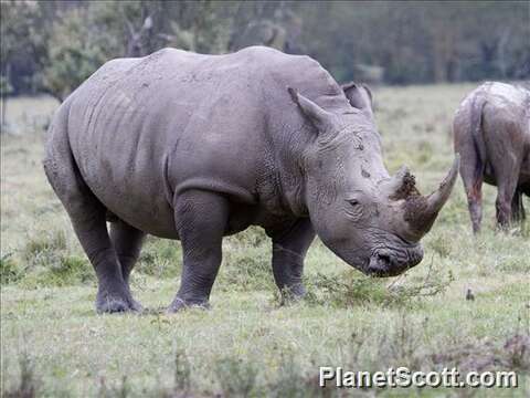Image of White Rhinoceros