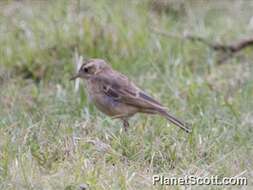 Слика од Anthus cinnamomeus Rüppell 1840