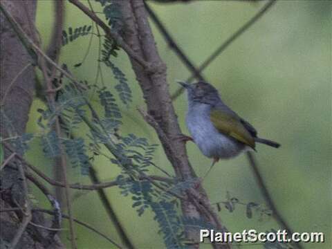 Image de Camaroptera Sundevall 1850