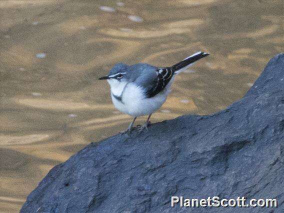 Image of Mountain Wagtail