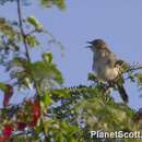 Image of Hunter's Cisticola