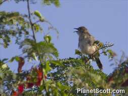 Image of Cisticola Kaup 1829