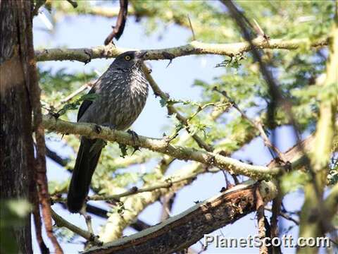 Image of Turdoides Babblers, Chatterers, and Allies