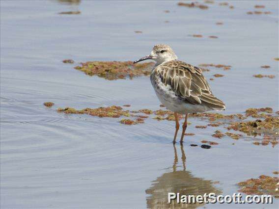 Image of Ruff