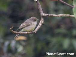 Image of Muscicapa Brisson 1760