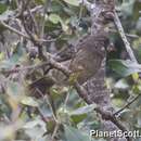 Image of Thick-billed Seedeater