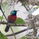 Image of Northern Double-collared Sunbird